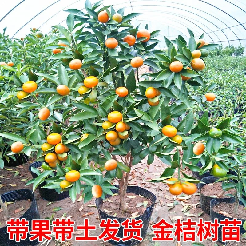 脆皮金桔带果发货盆栽树苗四季果树可食用橘子苗脆皮金橘室内常绿