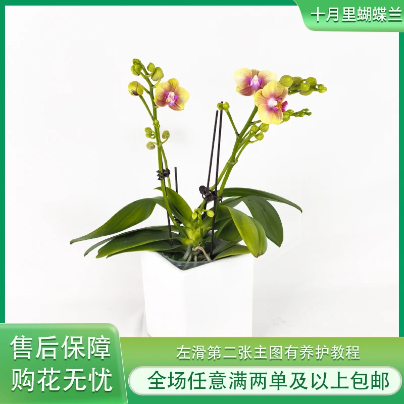 十月里蝴蝶兰【小橘子3.5寸杯】带花带花苞 任意满两单及以上包邮