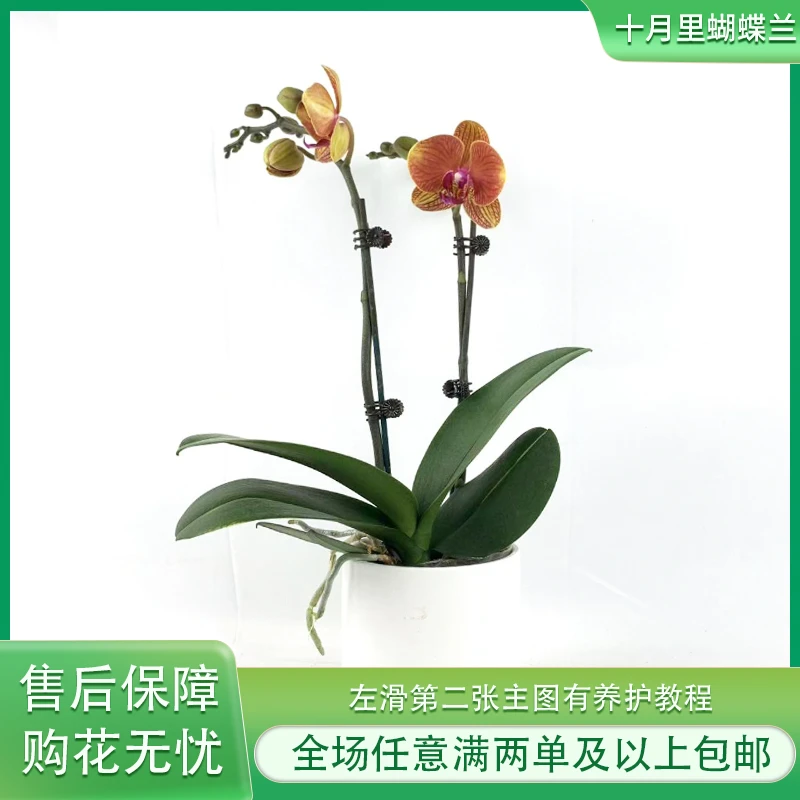 十月里蝴蝶兰【吉利3.0寸杯双梗】带花带花苞发货