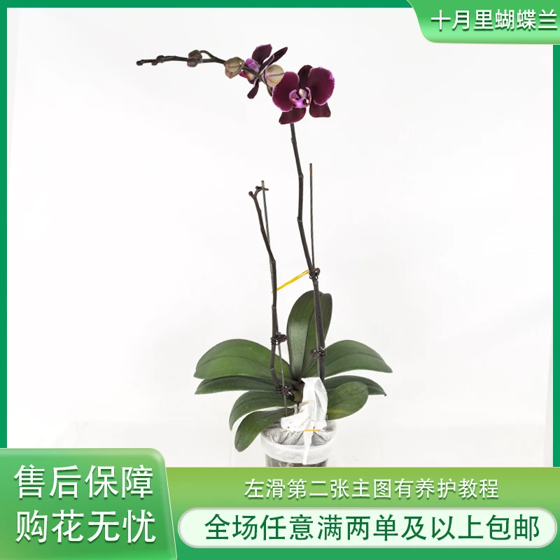 十月里蝴蝶兰【蒙彼利埃】安祖原杯 带花发货