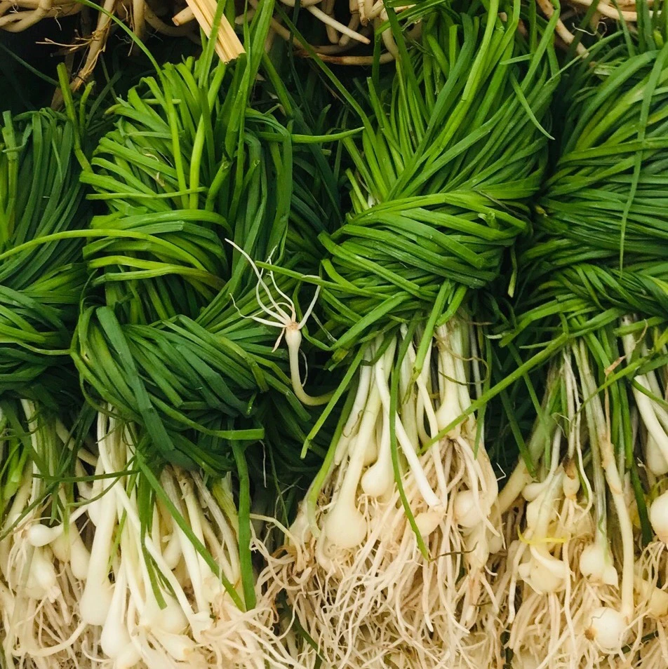 湖南湘西特产野葱新鲜现挖