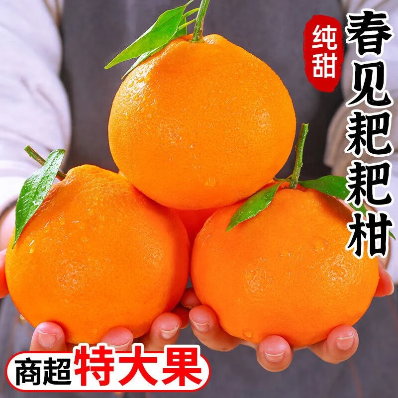 正宗四川春见耙耙柑水果批发应季新鲜橘子柑橘整箱产地直发4-9斤
