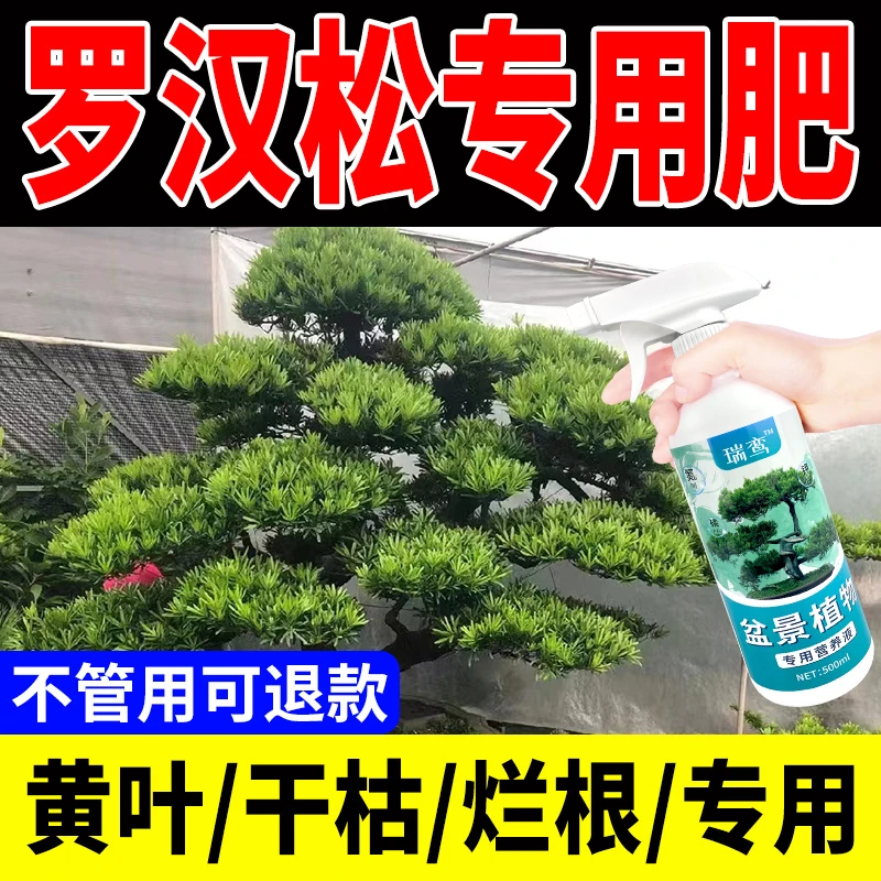 罗汉松专用肥室内绿植老桩盆景营养液松树防黄叶干枯三合一肥料