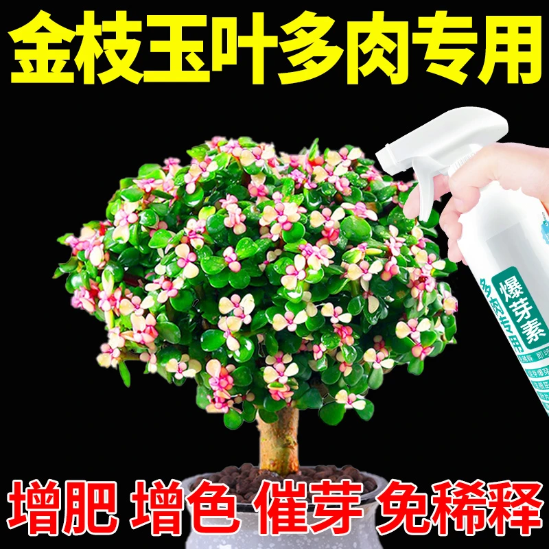 金枝玉叶肥料专用肥增色爆芽出锦快速生根发芽植物营养液多肉通用