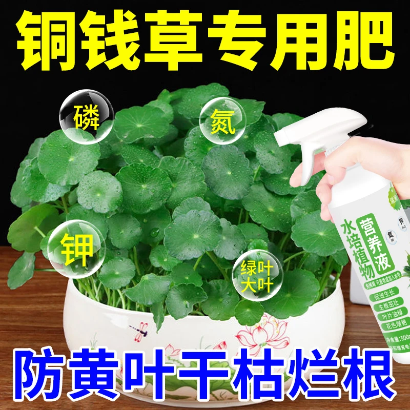 铜钱草营养液水培专用肥防黄叶烂根郁金香富贵竹绿叶大叶植物通用