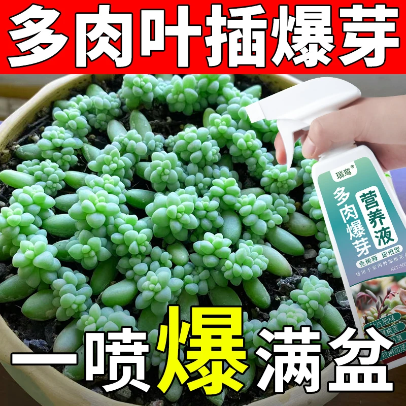 多肉肥料专用肥营养液爆芽促芽催芽优芽素增肥增色肉肉植物通用型