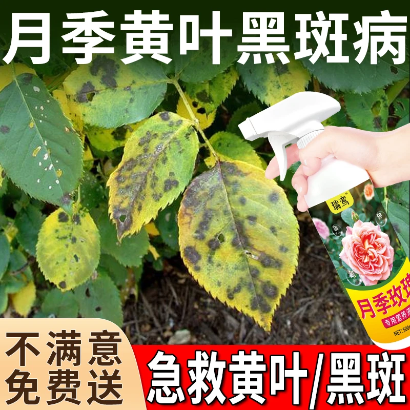 月季黄叶专用非药黑斑白粉炭疽病月季玫瑰专用肥料蔷薇花卉营养液