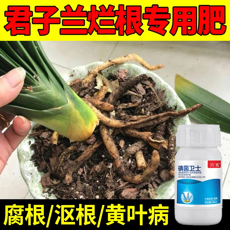 君子兰烂根肥料专用肥非药根腐病沤根黄叶病怎么办盆栽杀菌营养液