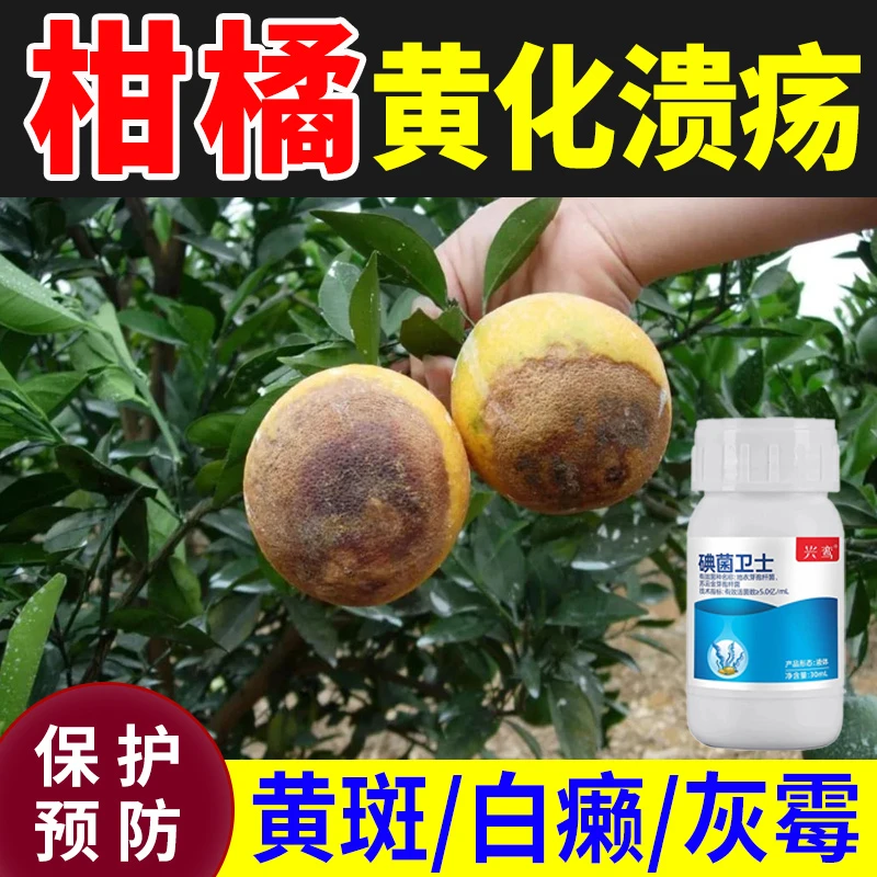 桔子树专用肥柑橘叶子黄化病溃疡病黄斑病肥料柚子橘子树保花保果