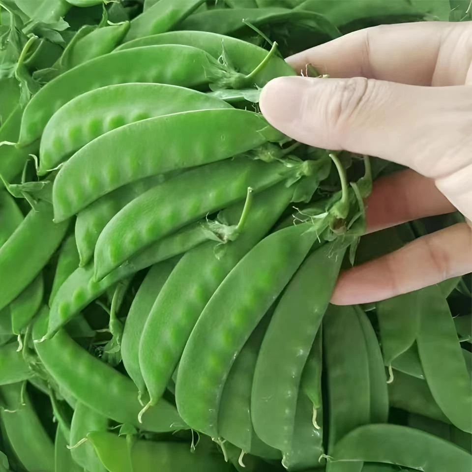云南新鲜甜脆荷兰豆现摘现发农家自种新鲜蔬菜豌豆夹青豆角2-5斤