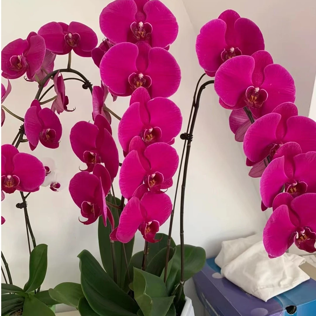 【大杯蝴蝶兰】新年蝴蝶兰盆栽带花年宵花乔迁