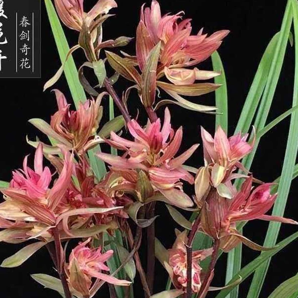 春剑奇花——春暖花开