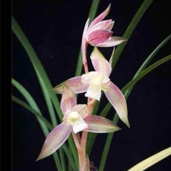 春剑色花——红霞素