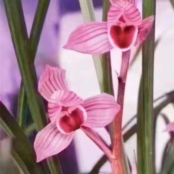 莲瓣兰色花——逸品红