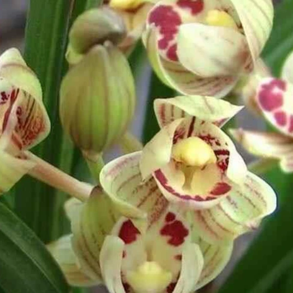 建兰浓香荷瓣——金荷