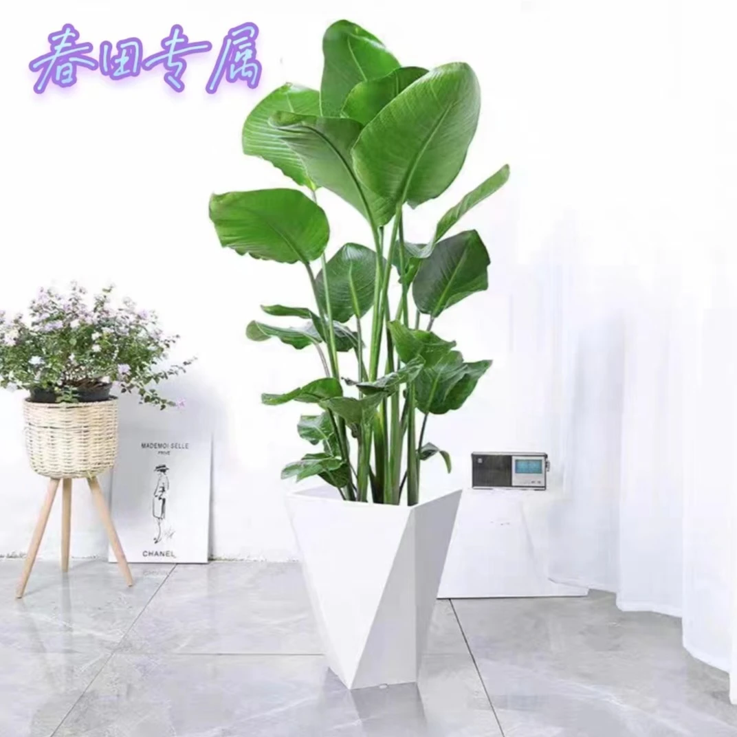 【云语花漾】81-90cm天堂鸟室内绿色鹤望兰庭院美观好养净化空气