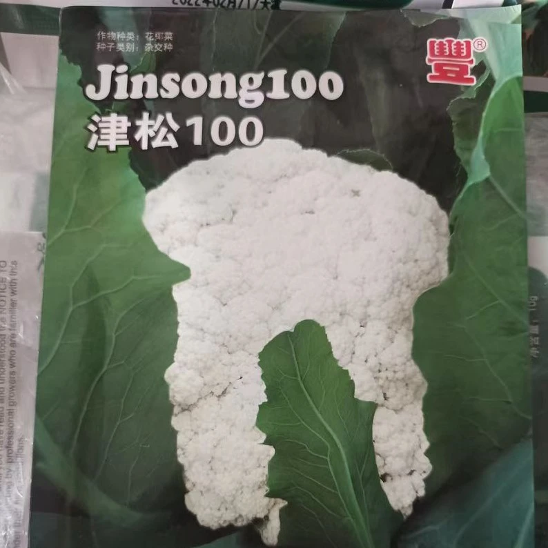 青梗越冬松花菜种籽有机菜花种子春秋季反季节种植蔬菜