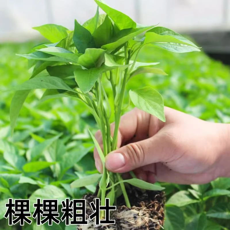 【高产辣椒苗】四季微辣特辣朝天椒螺丝椒地栽盆栽挂果抗病优质基地
