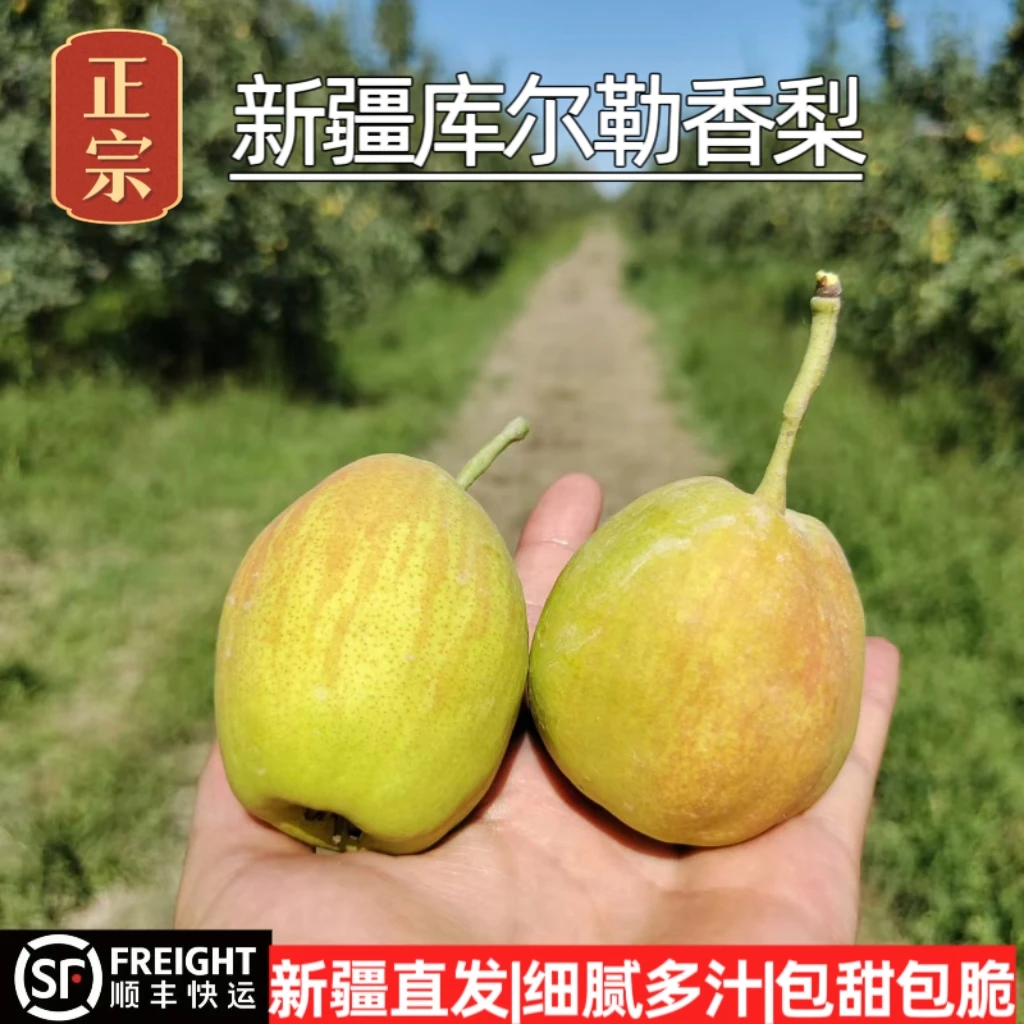新疆库尔勒香梨九成母梨库尔勒香梨【新疆直发|不甜不好吃包退】