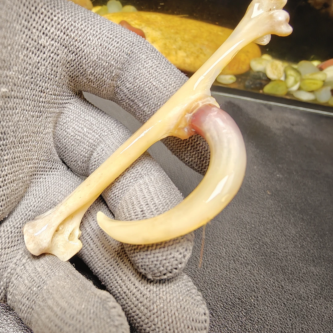 鹏程骨艺鸡爪骨白色半圆单只