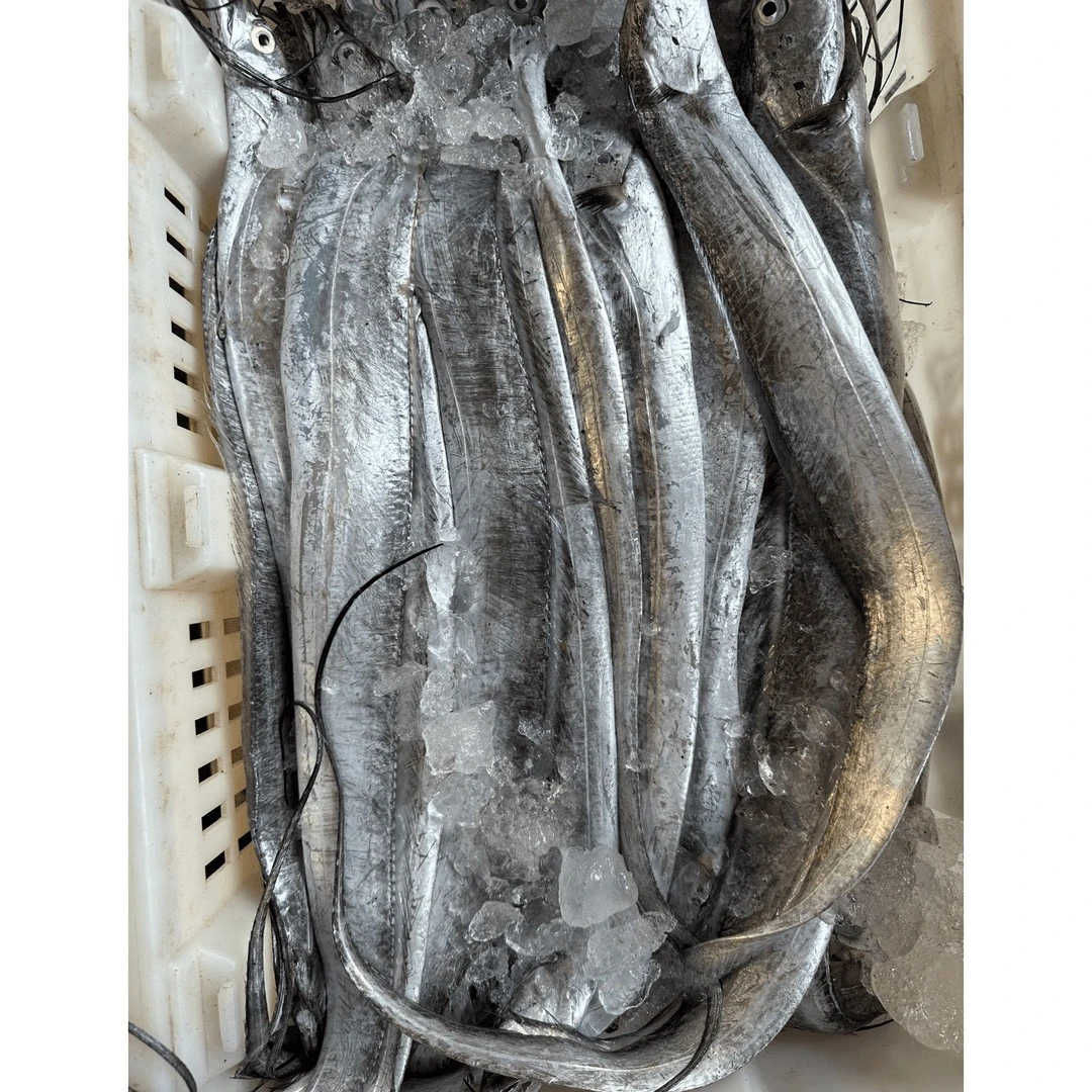 本地黄海油带鱼 10斤 12-14条 顺丰包邮（嫌小勿拍）