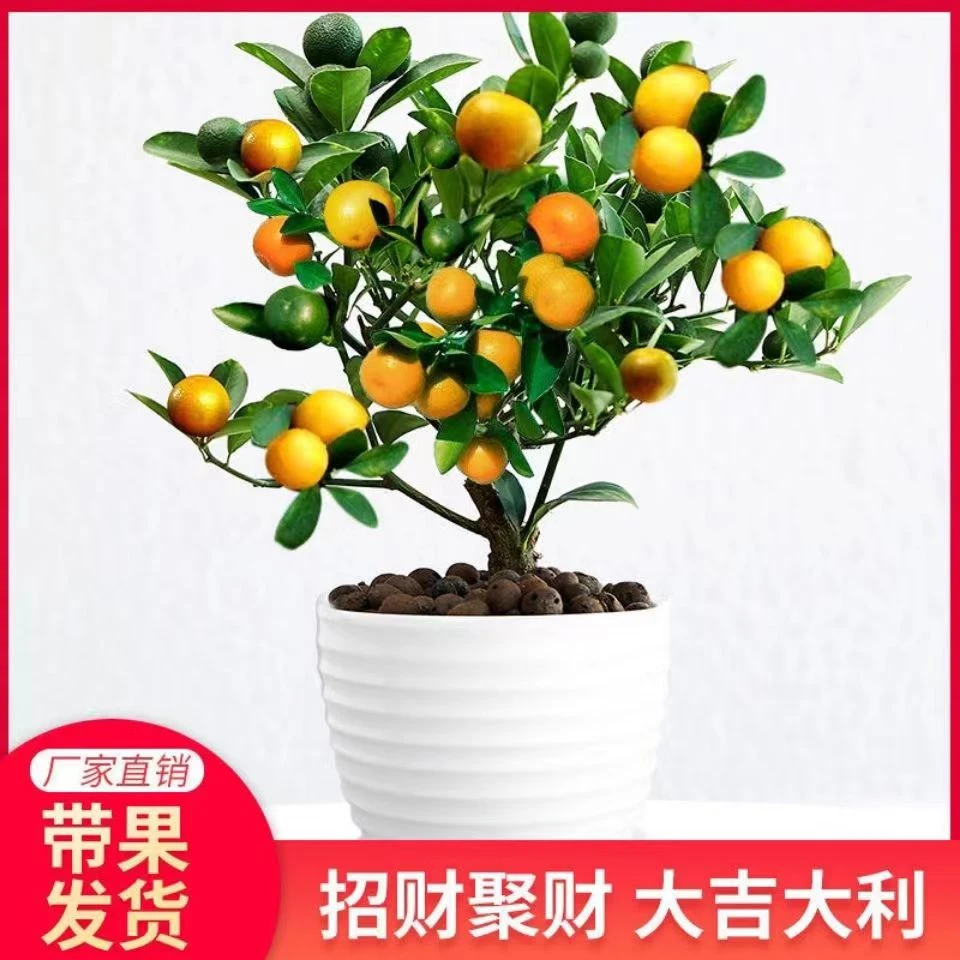 脆皮金桔树蜜糖金桔四季金桔带果可食用室内阳台盆栽地栽果多脆甜