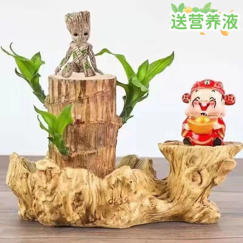 招财巴西木开花水养带芽孢幸运木开花办公室鎏金盆小财神招财摆件
