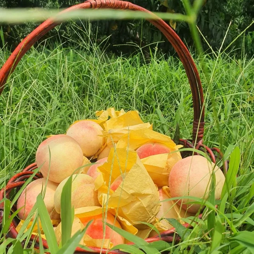 【蜜桃君】现摘现发阳山水蜜桃 八只装5-6两 果园直发