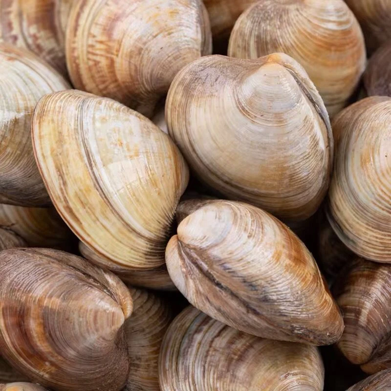 鲜活美贝大哈利 5 斤包邮  连云港发货