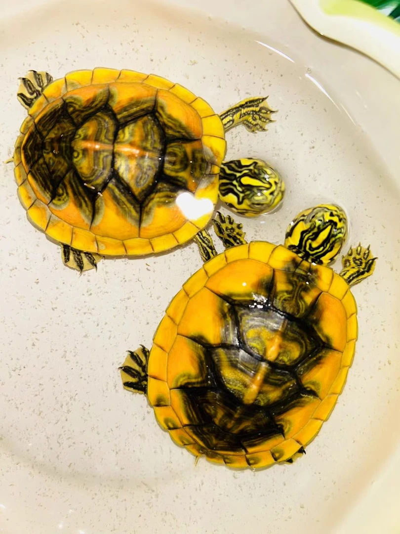 高蛋白火焰龟超新星善钰菌