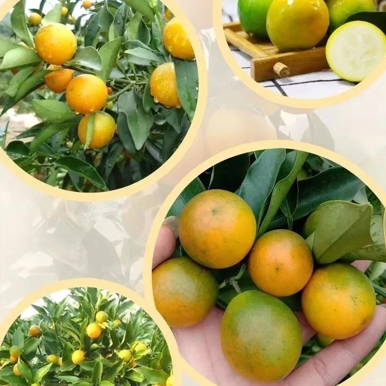盆栽脆皮滑皮金桔可食用带果发货室内阳台都可以摆放观赏带土发货