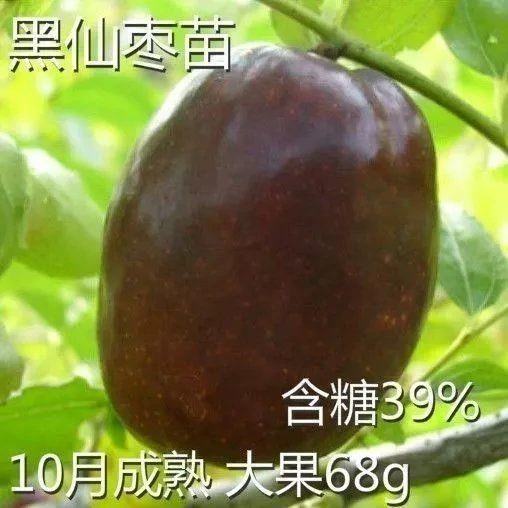 果树苗嫁接枣树苗新品种黑仙枣树活苗黑枣树苗地盆栽当年结果大苗