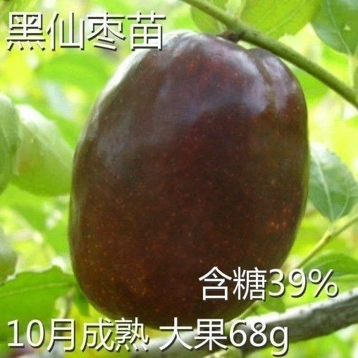 果树苗嫁接枣树苗新品种黑仙枣树活苗黑枣树苗地盆栽当年结果大苗