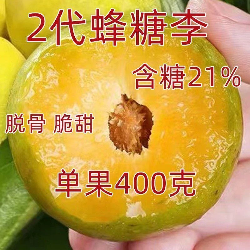 新品种晚熟李子树苗蜂糖李嫁接李青脆李子树苗南北方种植庭院地栽