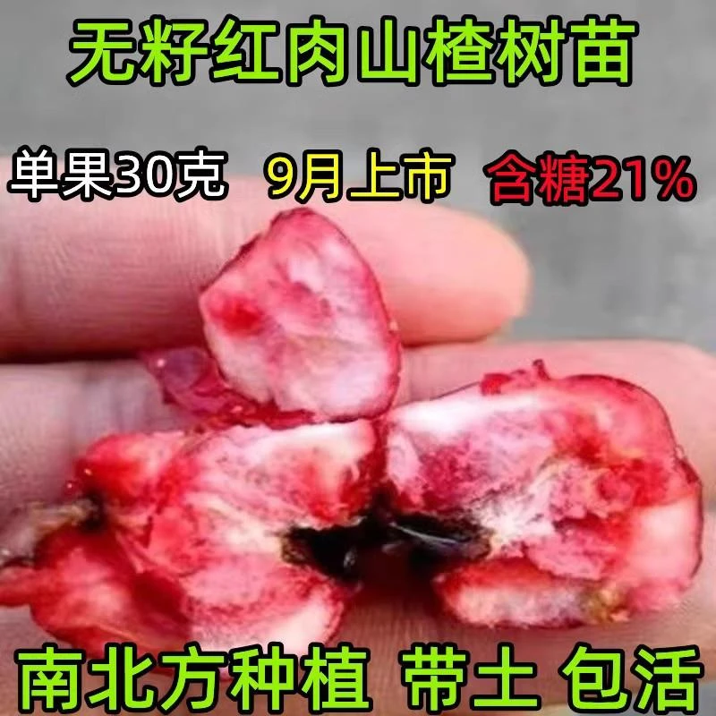 无籽山楂树苗地栽山楂树活苗甜山楂树苗北方庭院种植当年结果山楂