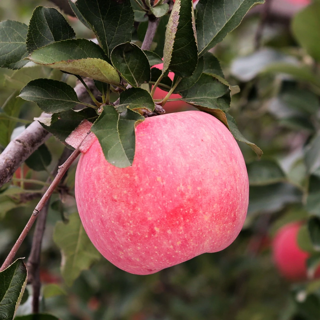 2024烟台红富士苹果4.5斤（7-11个）酸甜可口 产地直发