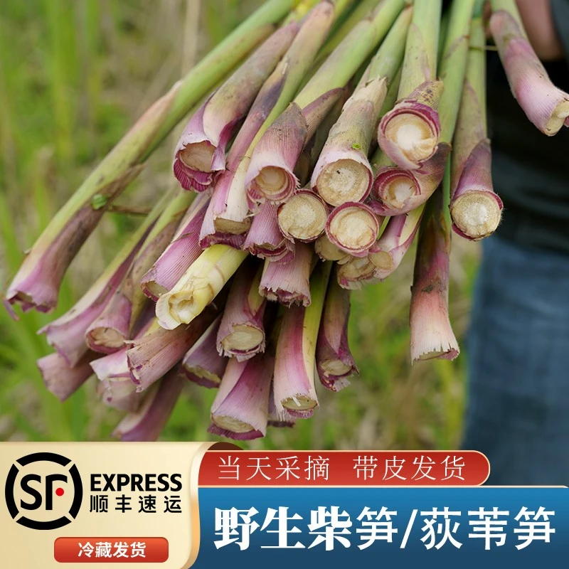 湖北洪湖特产柴笋子荆州石首监利野生狄笋芦苇笋华容顺丰包邮