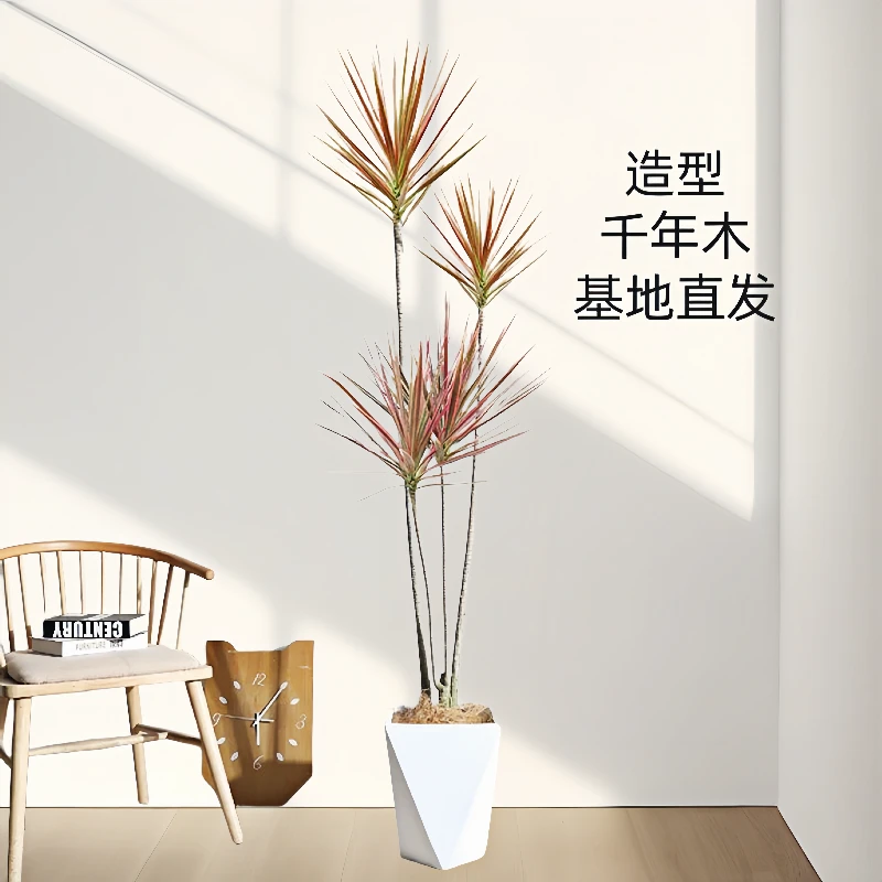 七彩千年木盆栽植物大型盆景客厅绿植高档大气室内高级感落地造型