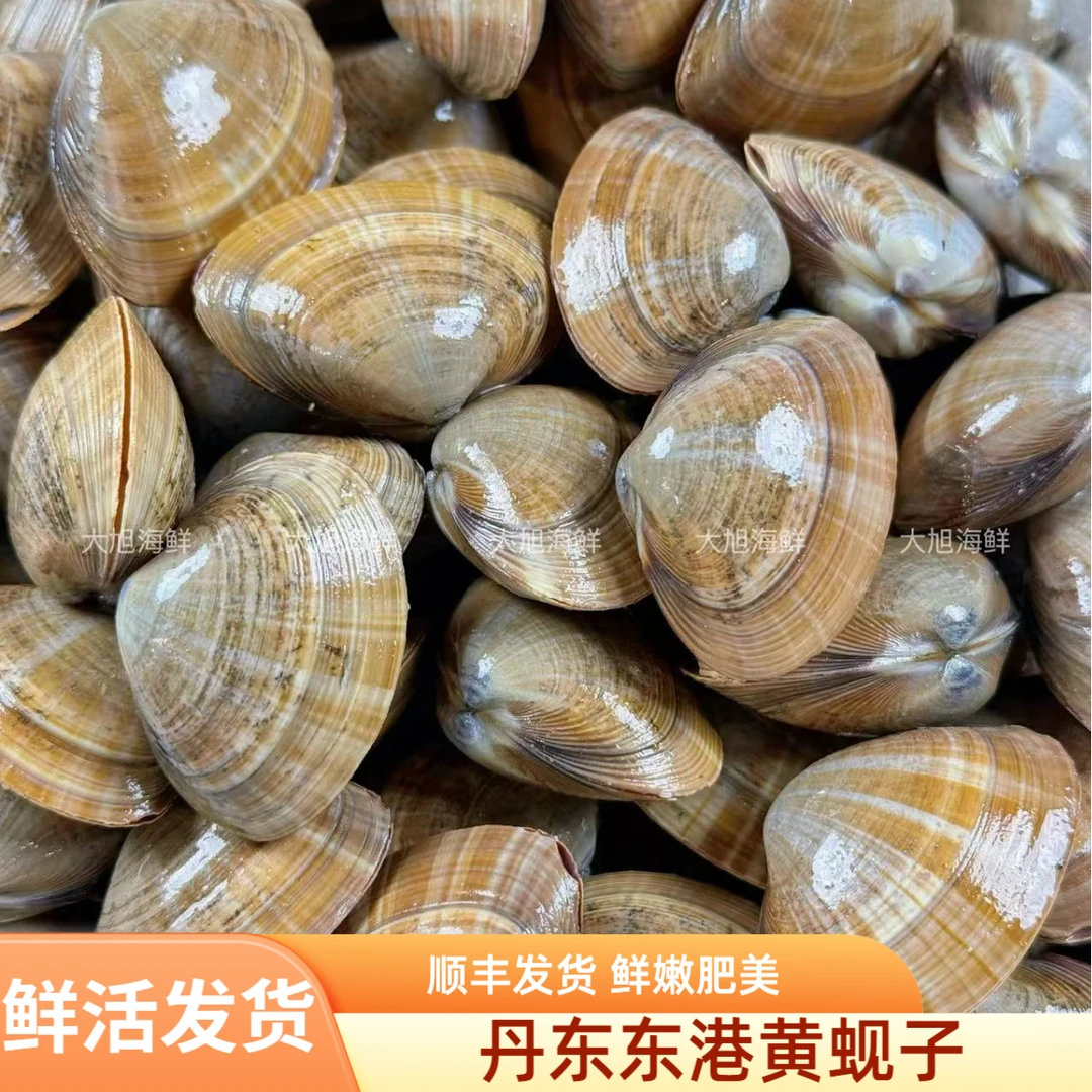 东港本地黄蚬子 小个头 一斤45个左右 个别有沙 易碎壳 介意慎拍