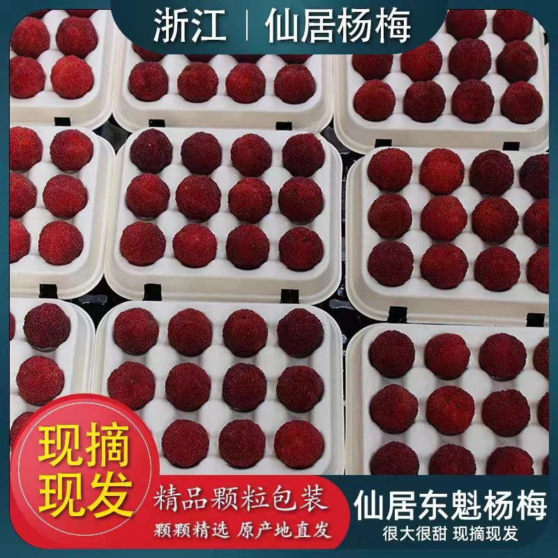 【正宗仙居东魁杨梅】特大果新鲜现摘自然酸甜多汁孕妇水果空运冷链