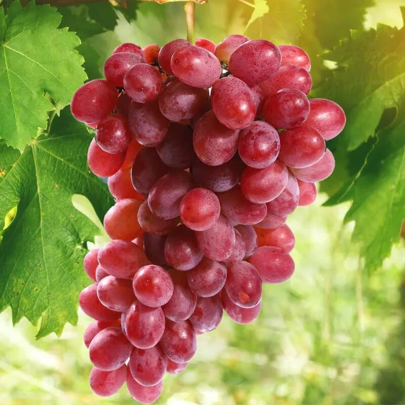 无籽红提500g（直播专属）