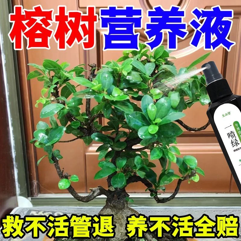【一喷常青】榕树营养液防黄叶掉叶生长缓慢金钱榕小叶榕景专用肥