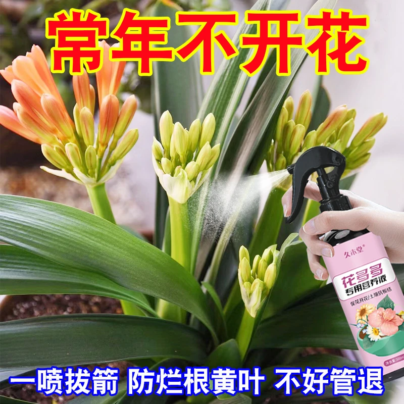 君子兰快速拔箭授粉专用营养液体肥花多多防黄叶枯萎烂根催开花