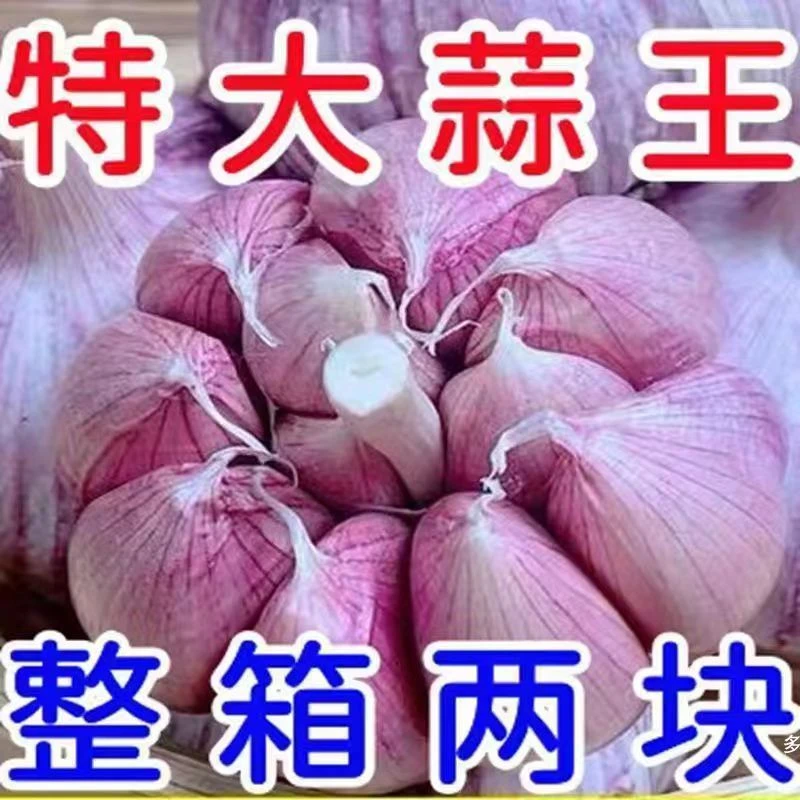 【产地价】2023年新干蒜5斤紫白皮大蒜头农家河南特产1斤3斤5斤