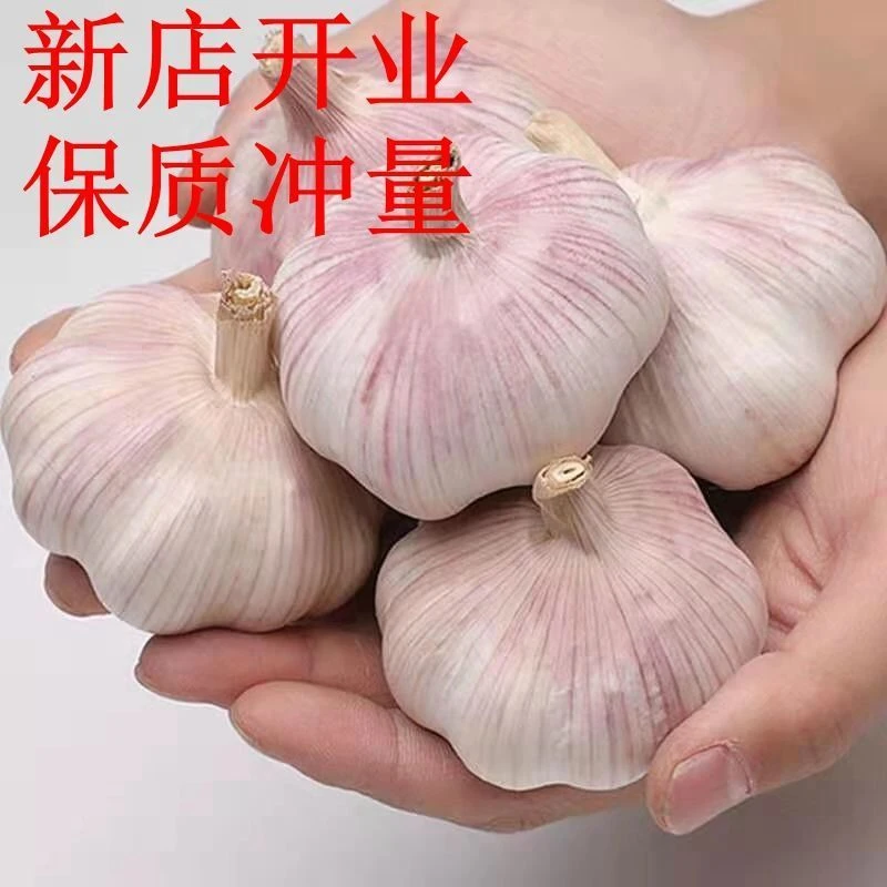 【新店冲量】新干蒜1斤3斤5斤大蒜大蒜头新鲜紫白皮产地直发批发