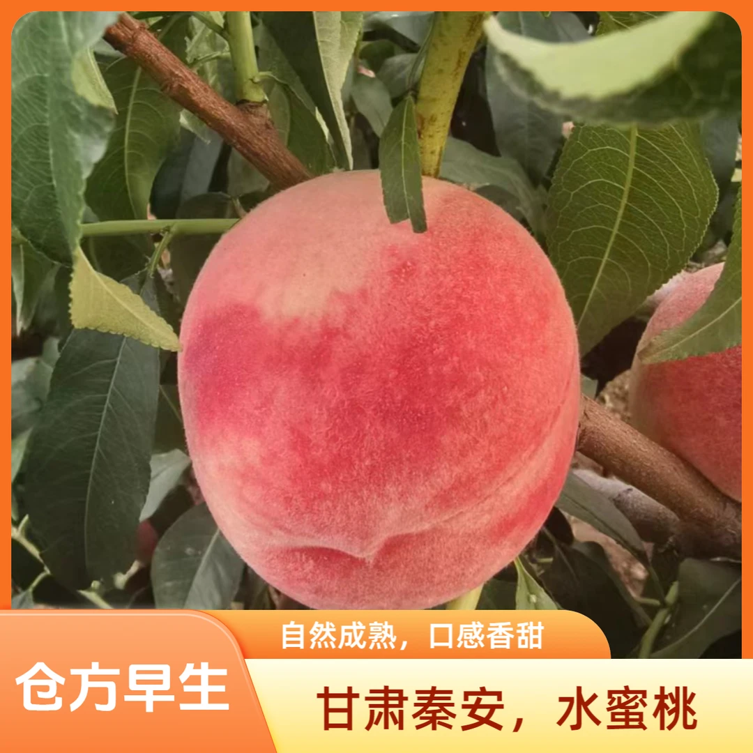 【顺丰包邮】 【甘肃省内拍】脆软两吃甘肃秦安水蜜桃-仓方早生品种