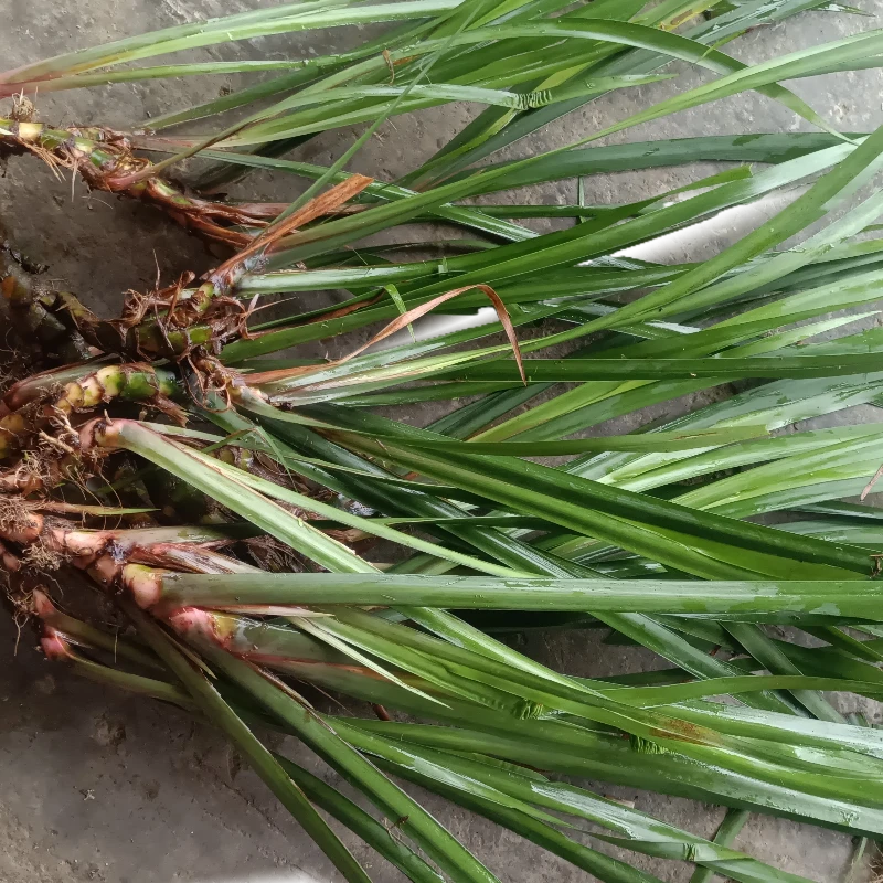 新鲜五香草山奈草室内外盆栽净化空气香叶香料可七用