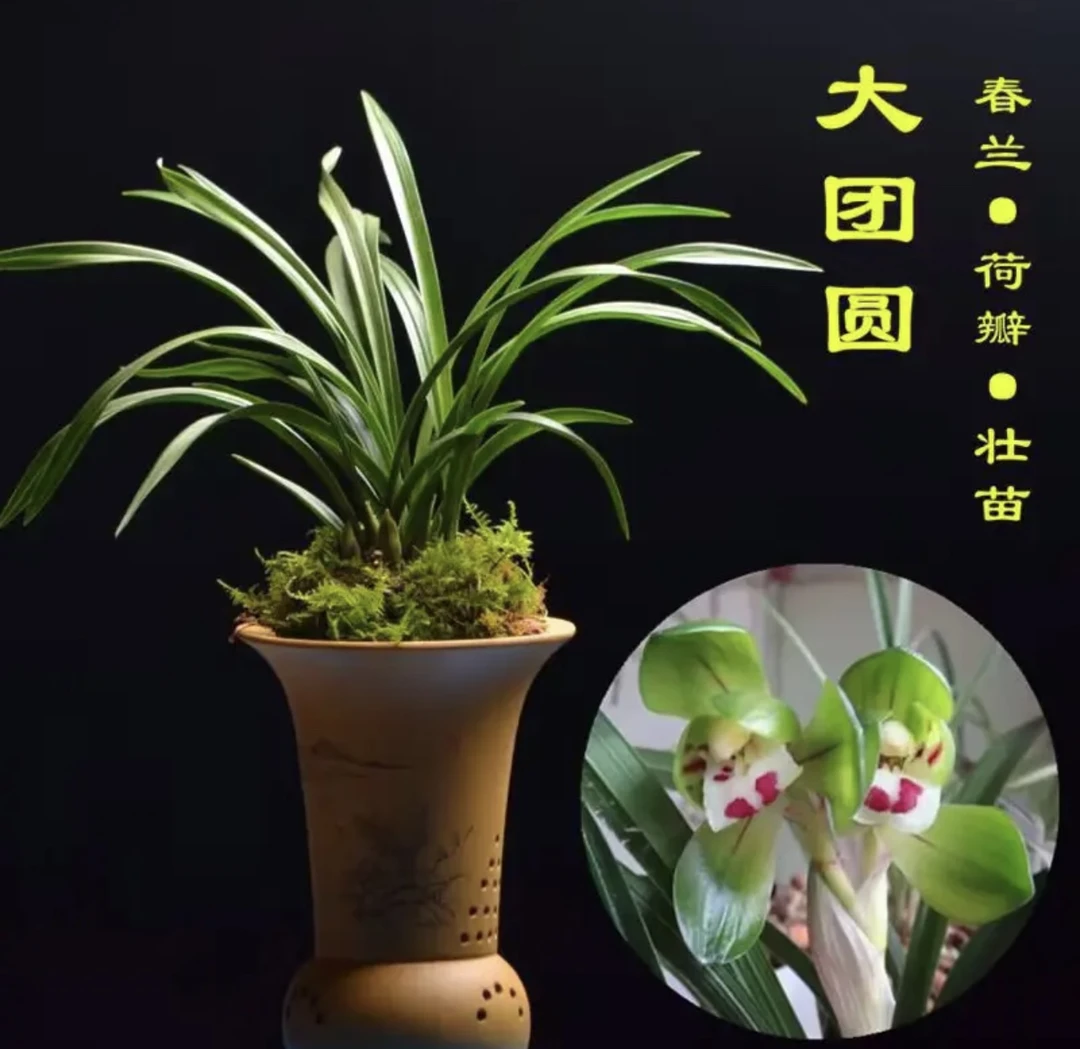 春兰大团圆经典荷瓣花室内花卉