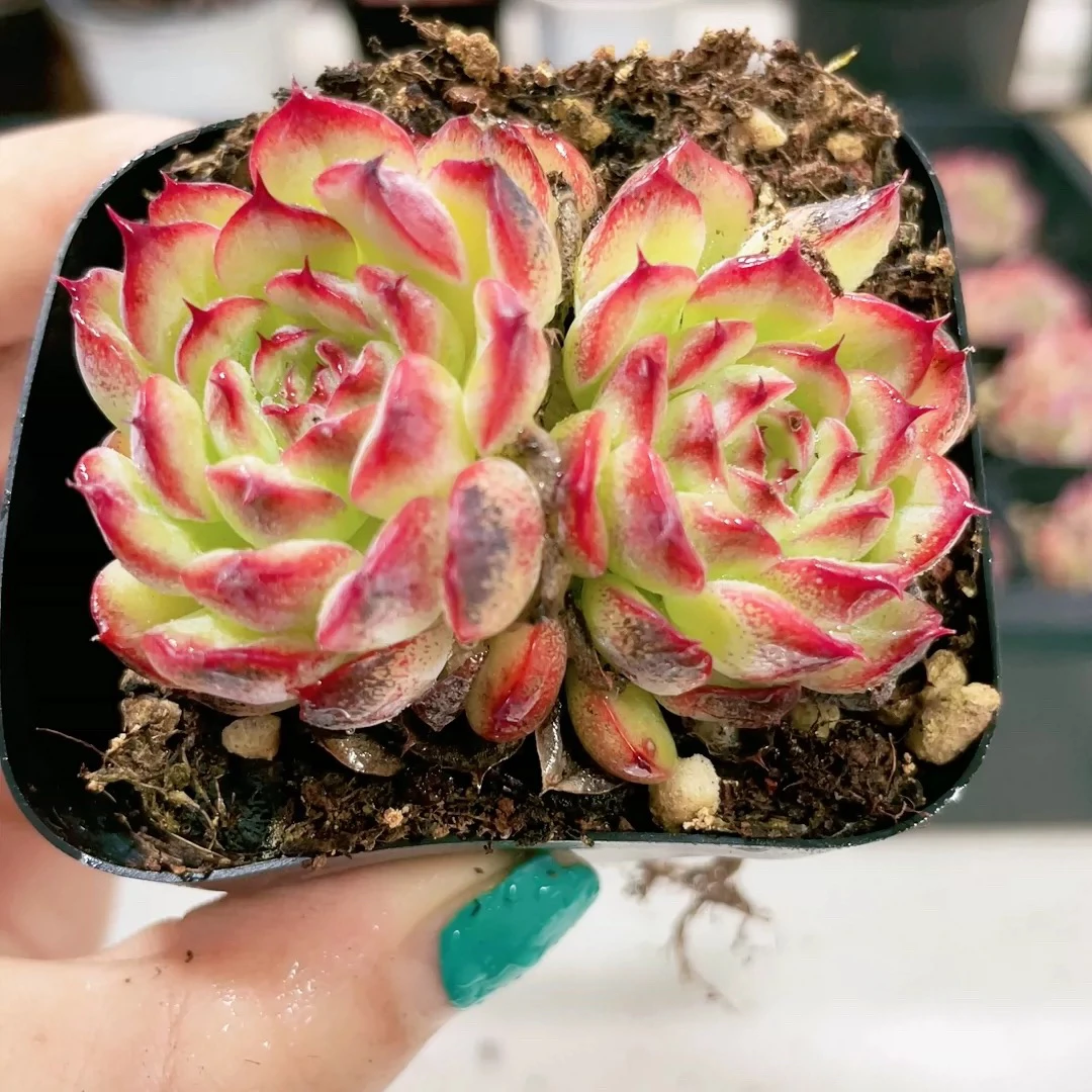 凑满15元包邮，双头马赛尔多肉