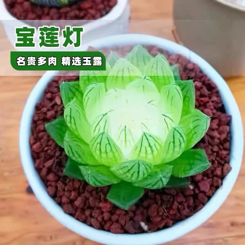 凑满15元包邮，宝莲灯多肉莲花座喜阴室内养殖